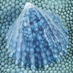 Thyca crystallina